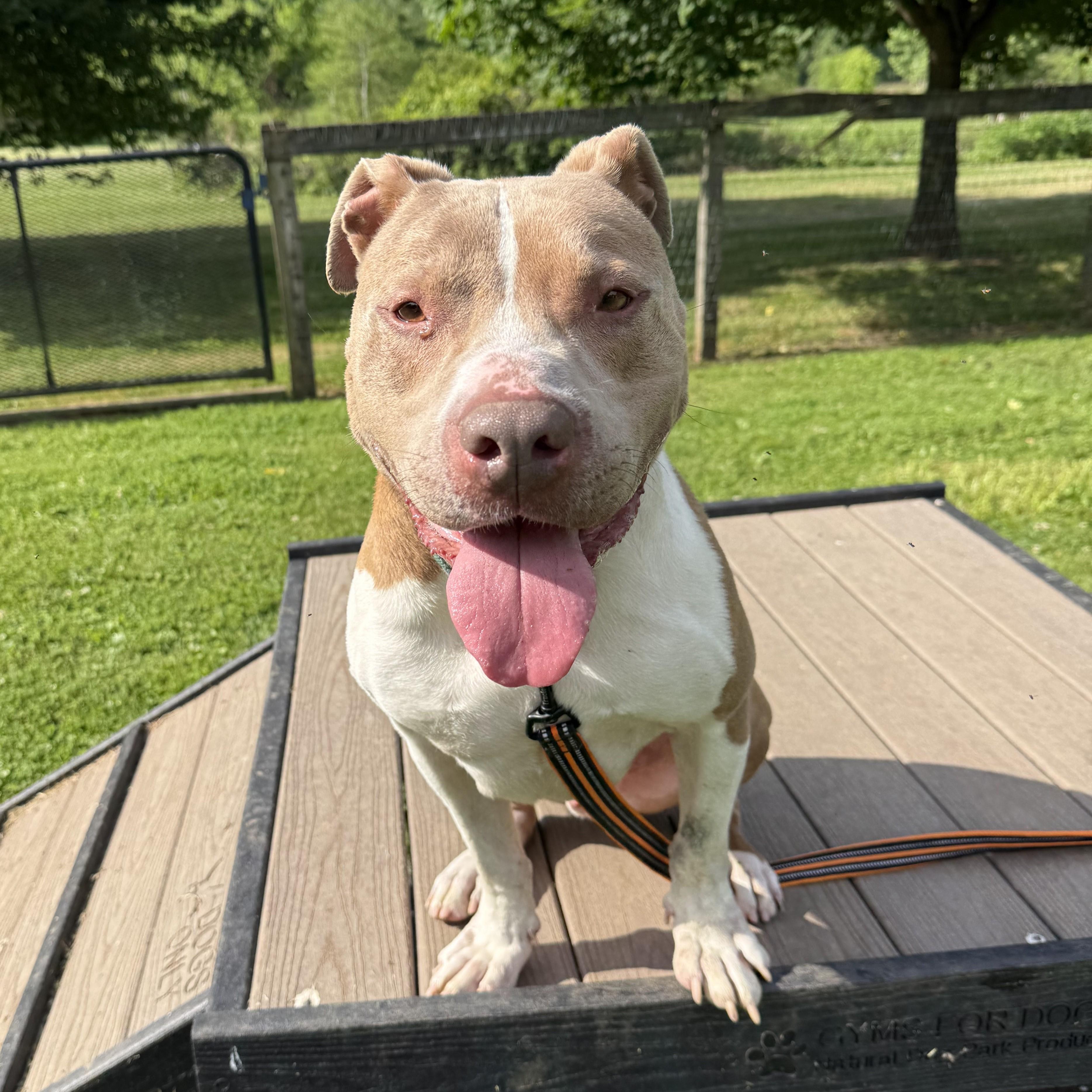 Franco, a ADOPTABLE mixed breed in Phoenixville, PA image 1/6