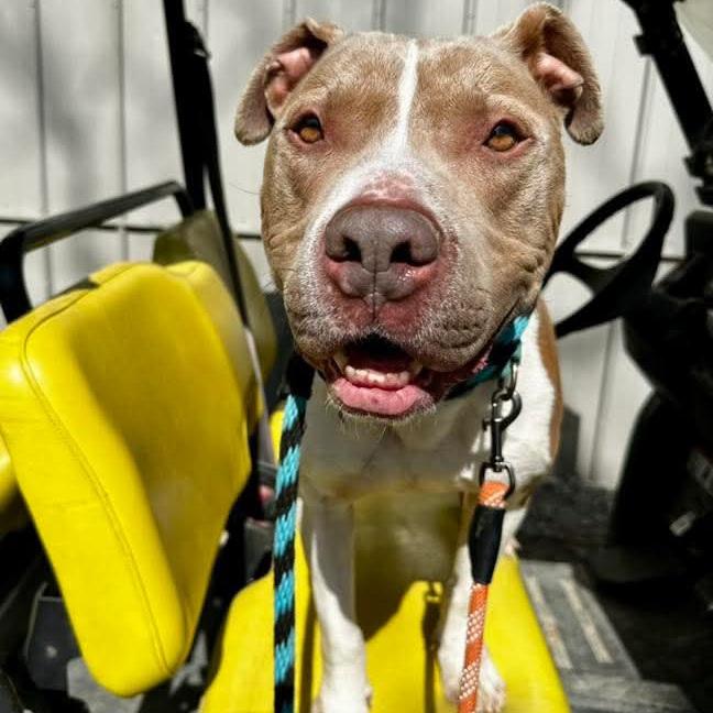 Franco, a ADOPTABLE mixed breed in Phoenixville, PA image 6/6