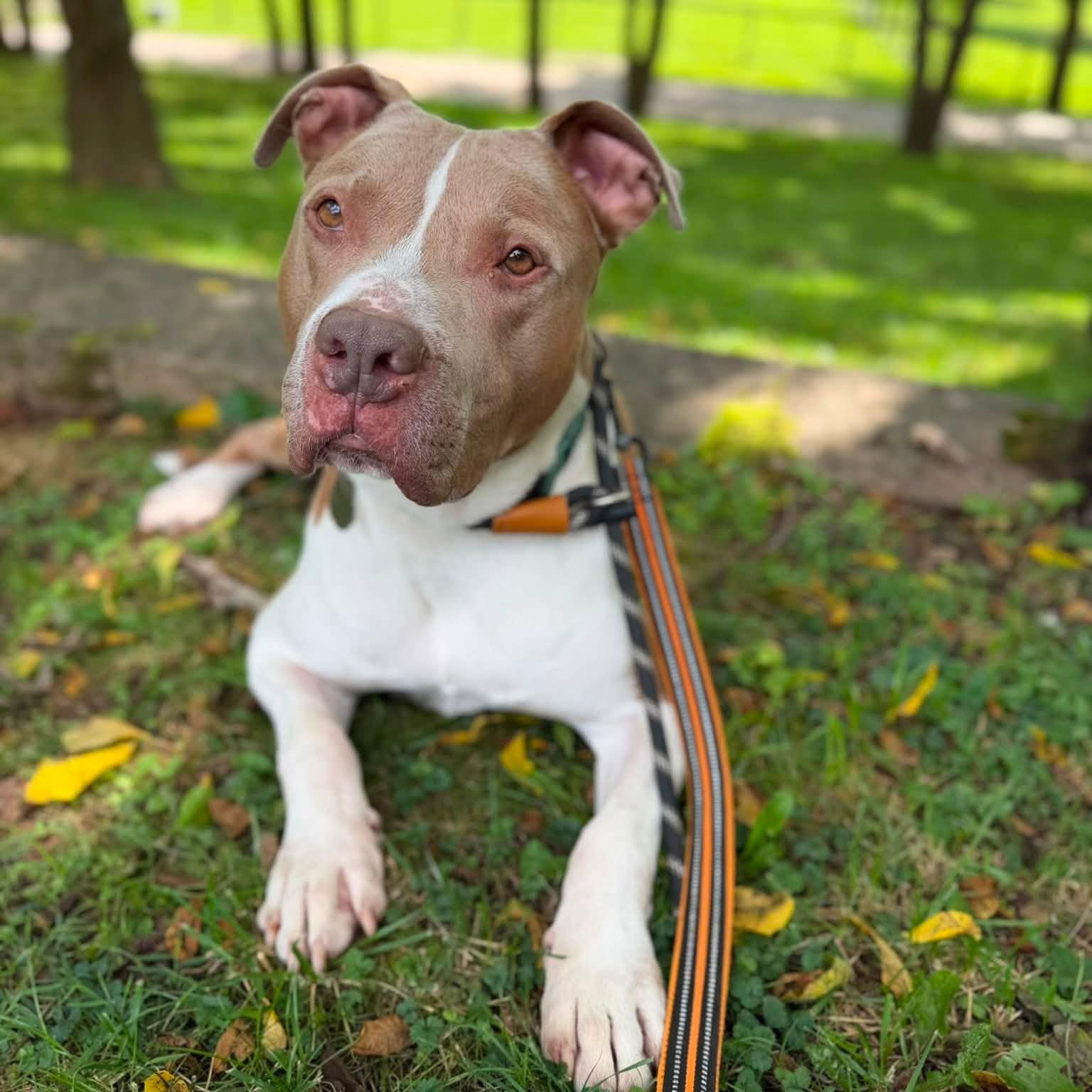 Franco, a ADOPTABLE mixed breed in Phoenixville, PA image 1/6