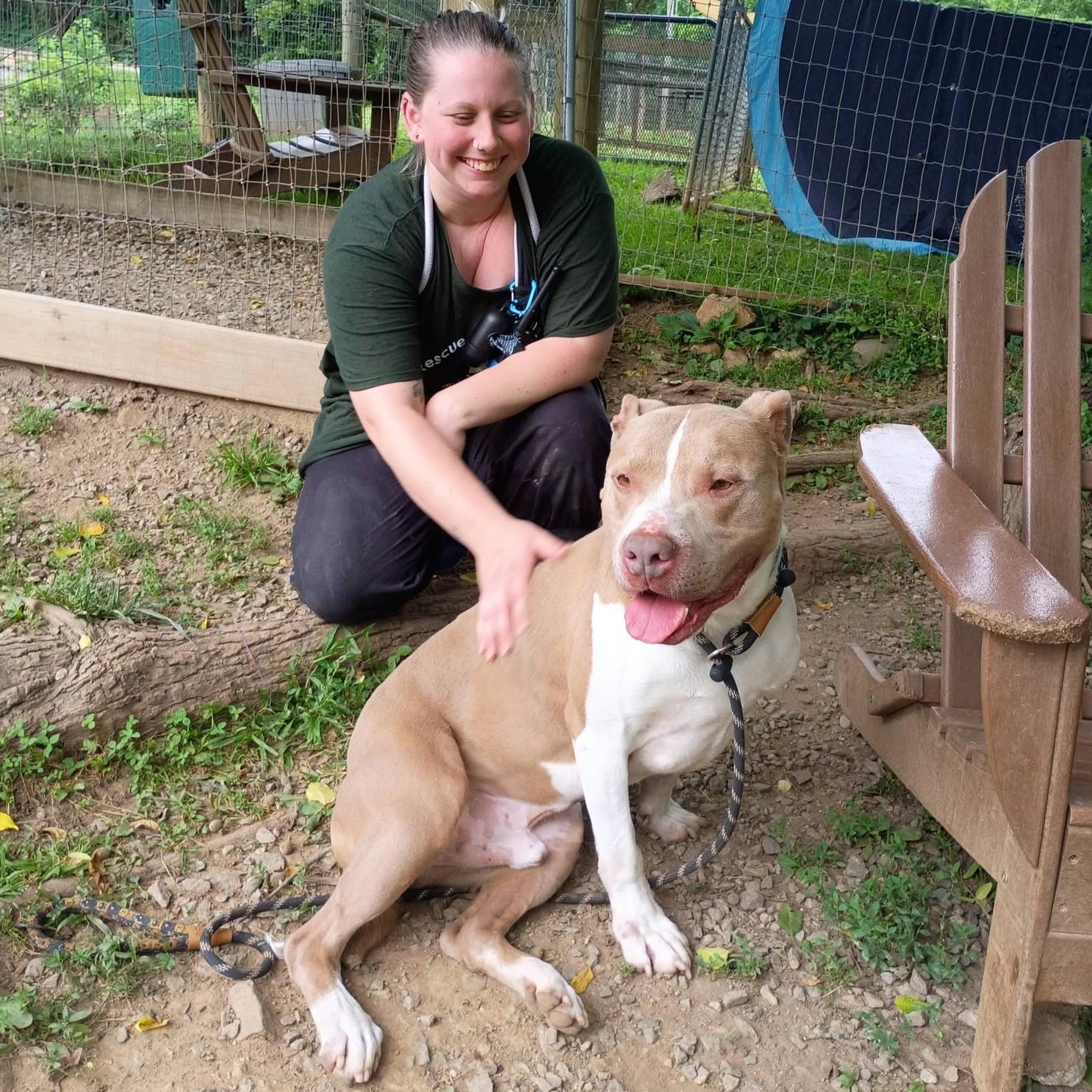Enlarge Franco, a ADOPTABLE mixed breed in Phoenixville, PA image 2/6
