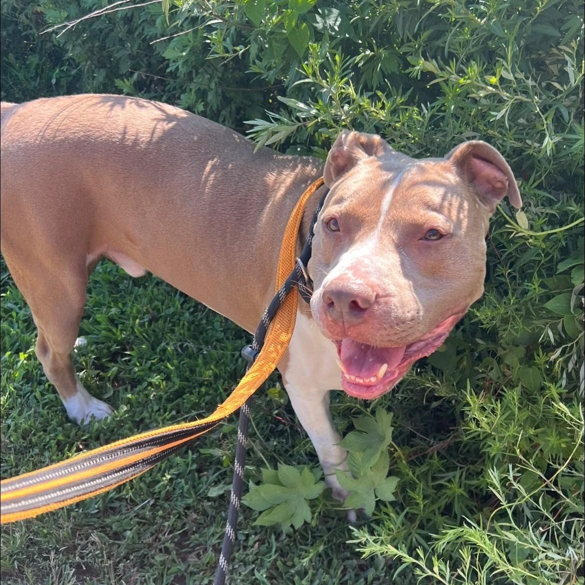 Enlarge Franco, a ADOPTABLE mixed breed in Phoenixville, PA image 6/6