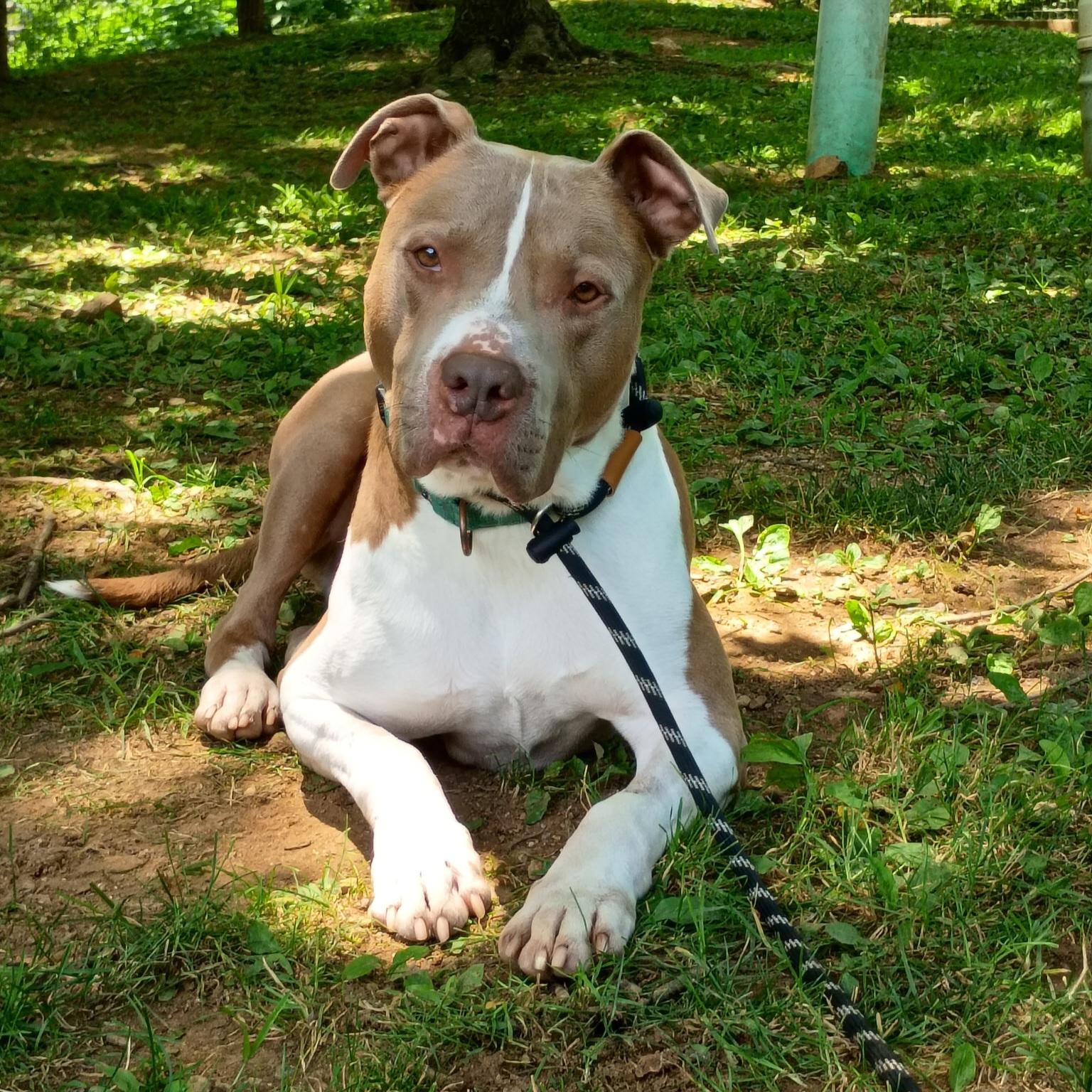 Enlarge Franco, a ADOPTABLE mixed breed in Phoenixville, PA image 5/6