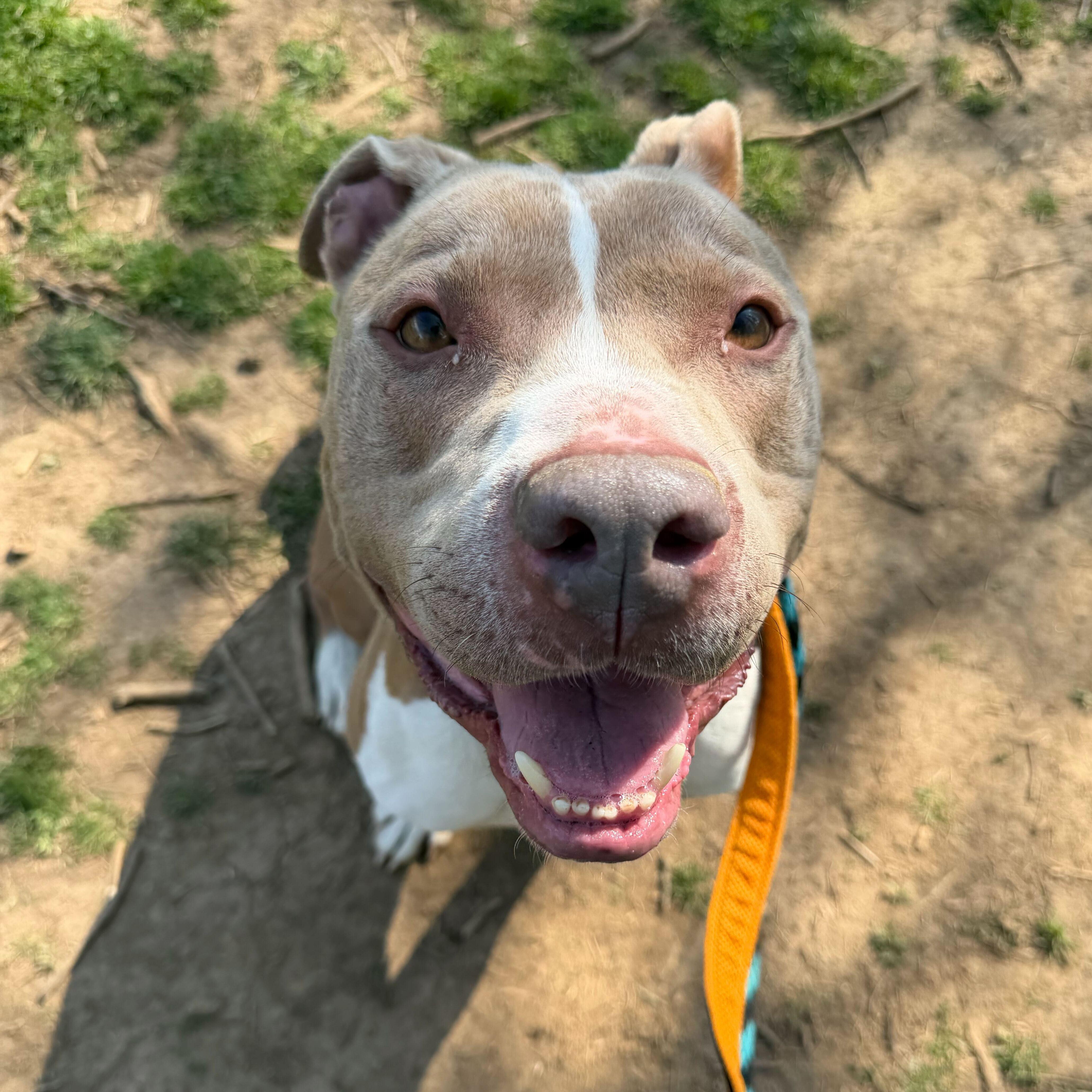 Franco, a ADOPTABLE mixed breed in Phoenixville, PA image 5/6