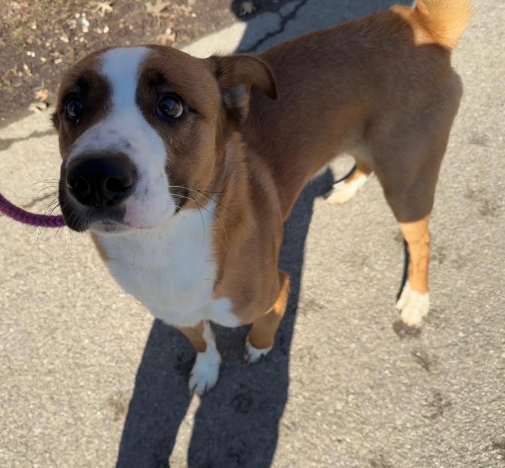 Bently, Adoptable, Adult Male Basenji.