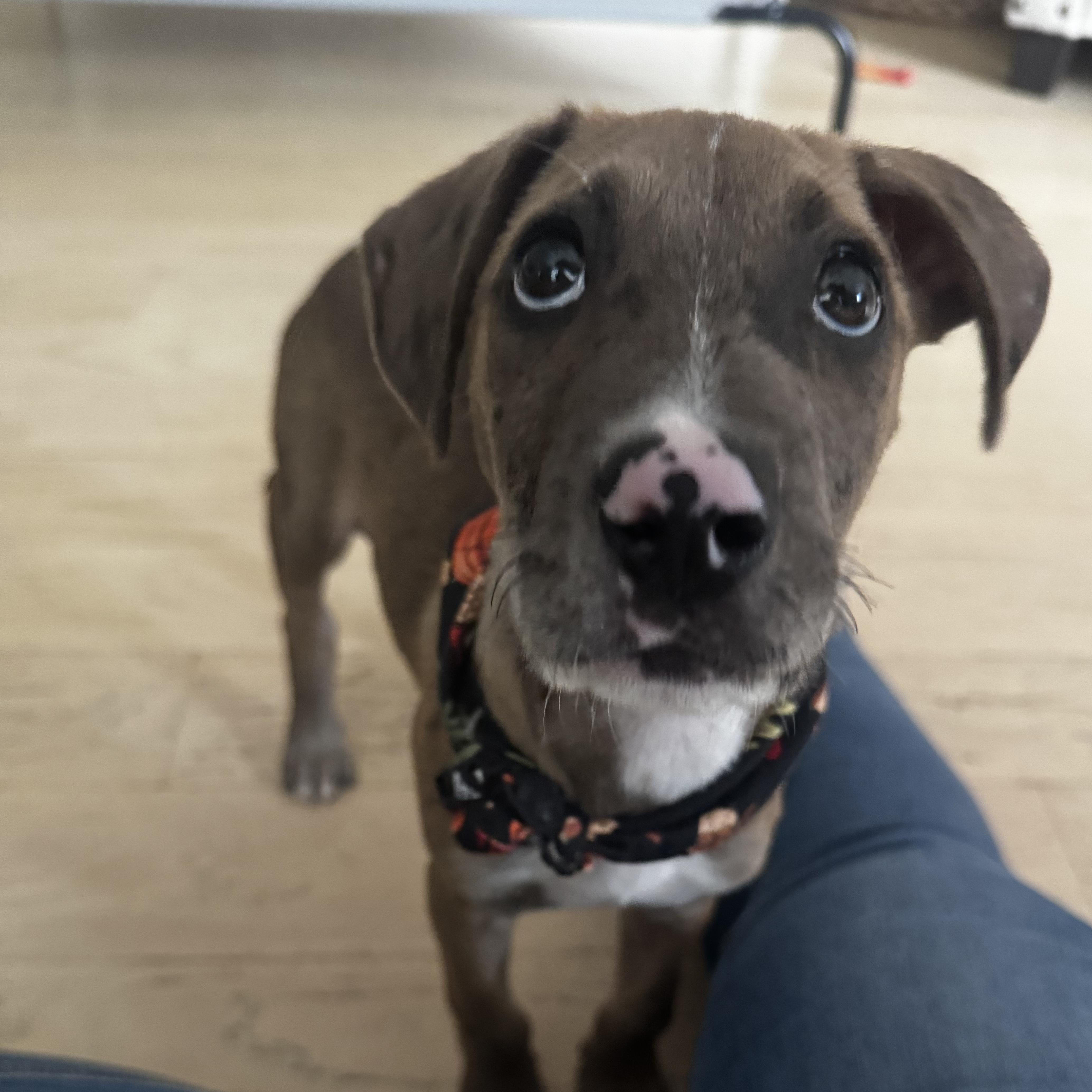 Enlarge Chip, a Adoptable mixed breed in Guilford, CT image 1/6