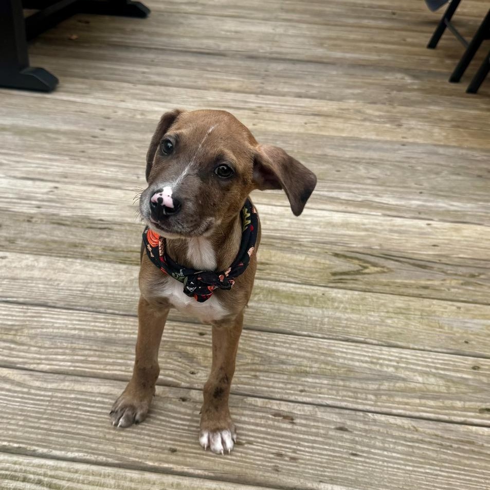 Enlarge Chip, a Adoptable mixed breed in Guilford, CT image 3/6