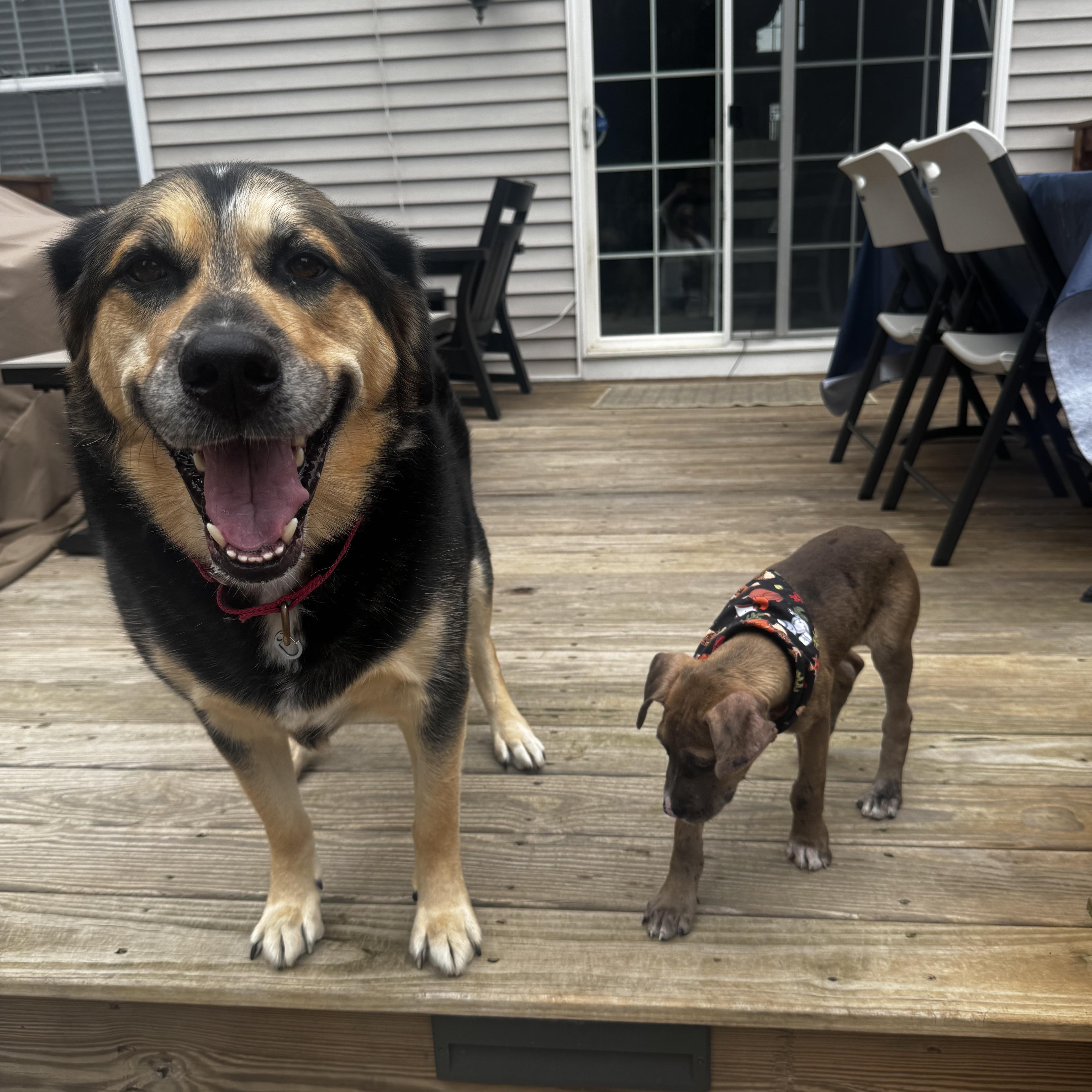 Enlarge Chip, a Adoptable mixed breed in Guilford, CT image 5/6