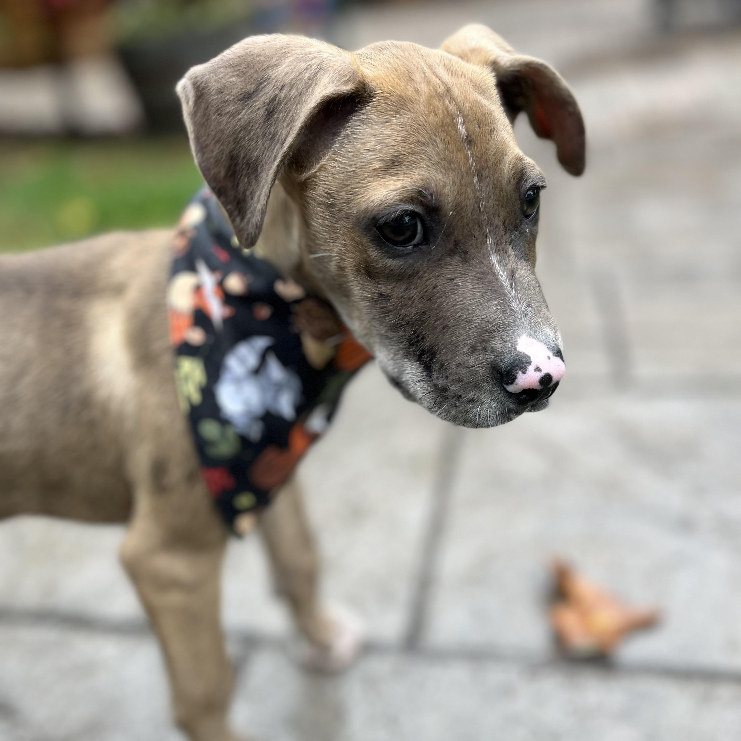 Enlarge Chip, a Adoptable mixed breed in Guilford, CT image 2/6