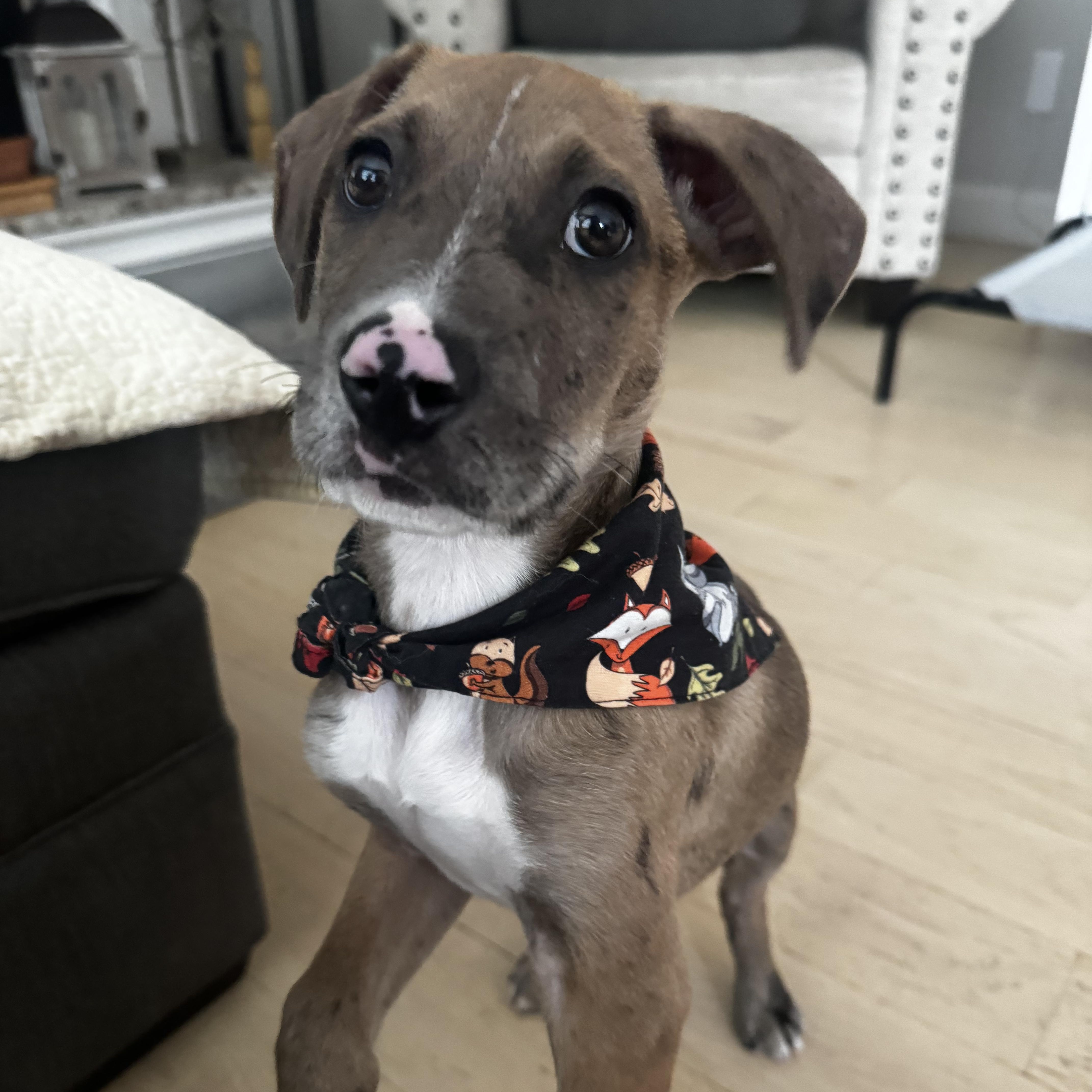 Enlarge Chip, a Adoptable mixed breed in Guilford, CT image 6/6