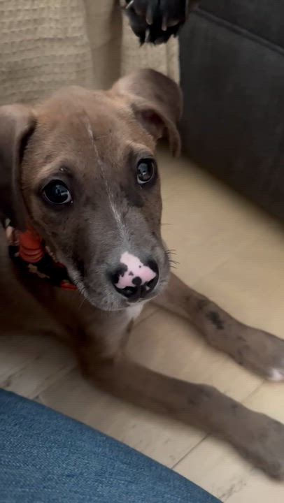 Enlarge Chip, a Adoptable mixed breed in Guilford, CT video 4/6