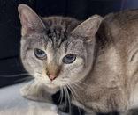 Tigress, Adoptable, Adult Female Domestic Short Hair & Domestic Short Hair.