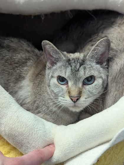 Tigress, a Adoptable Domestic Short Hair in Gwinn, MI image 2/3