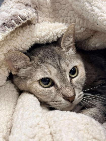 Tigress, a Adoptable Domestic Short Hair in Gwinn, MI image 3/3