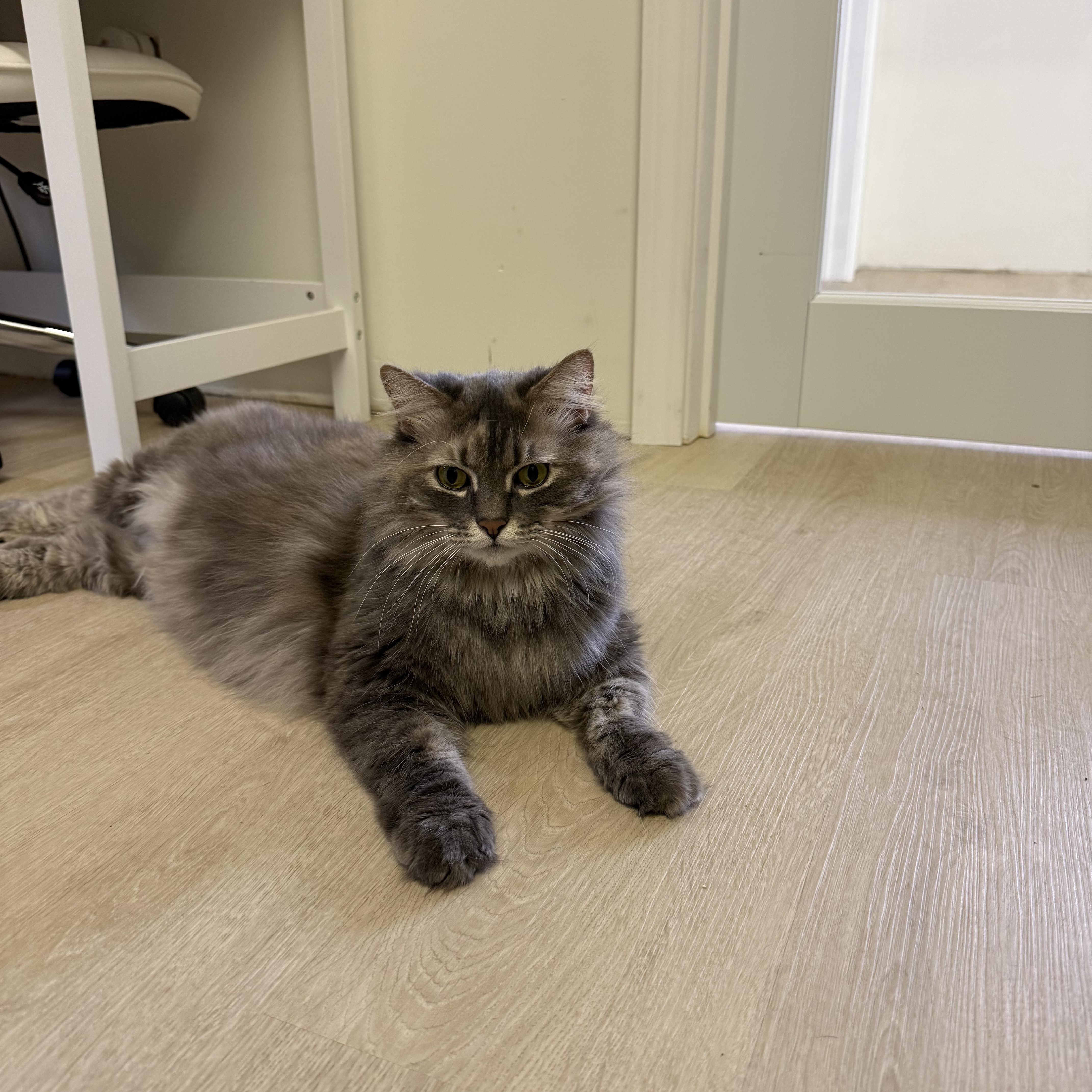 Morgan & Foxy, a ADOPTABLE Domestic Long Hair in Old Saybrook, CT image 4/5