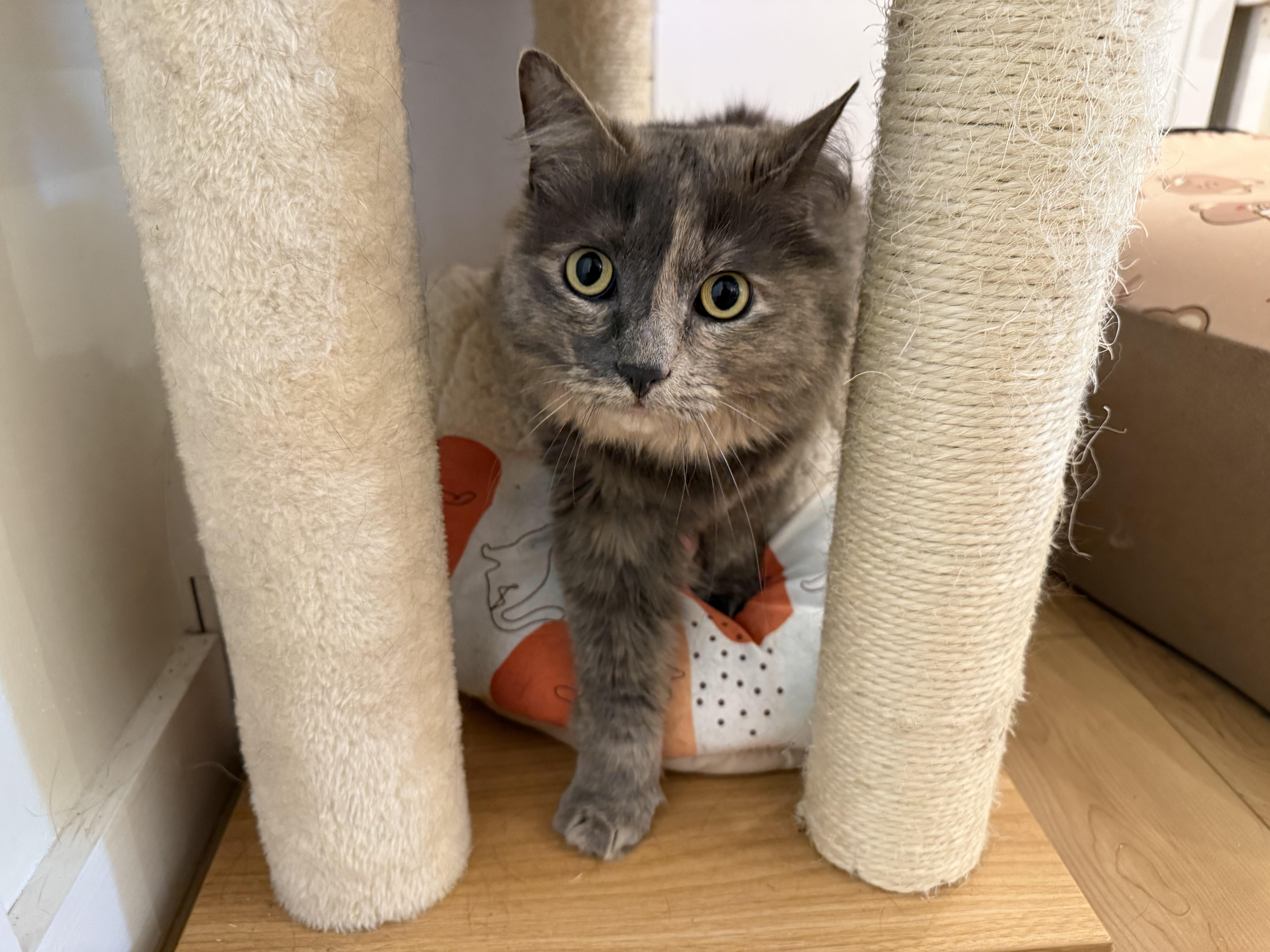 Morgan & Foxy, a ADOPTABLE Domestic Long Hair in Old Saybrook, CT image 2/5