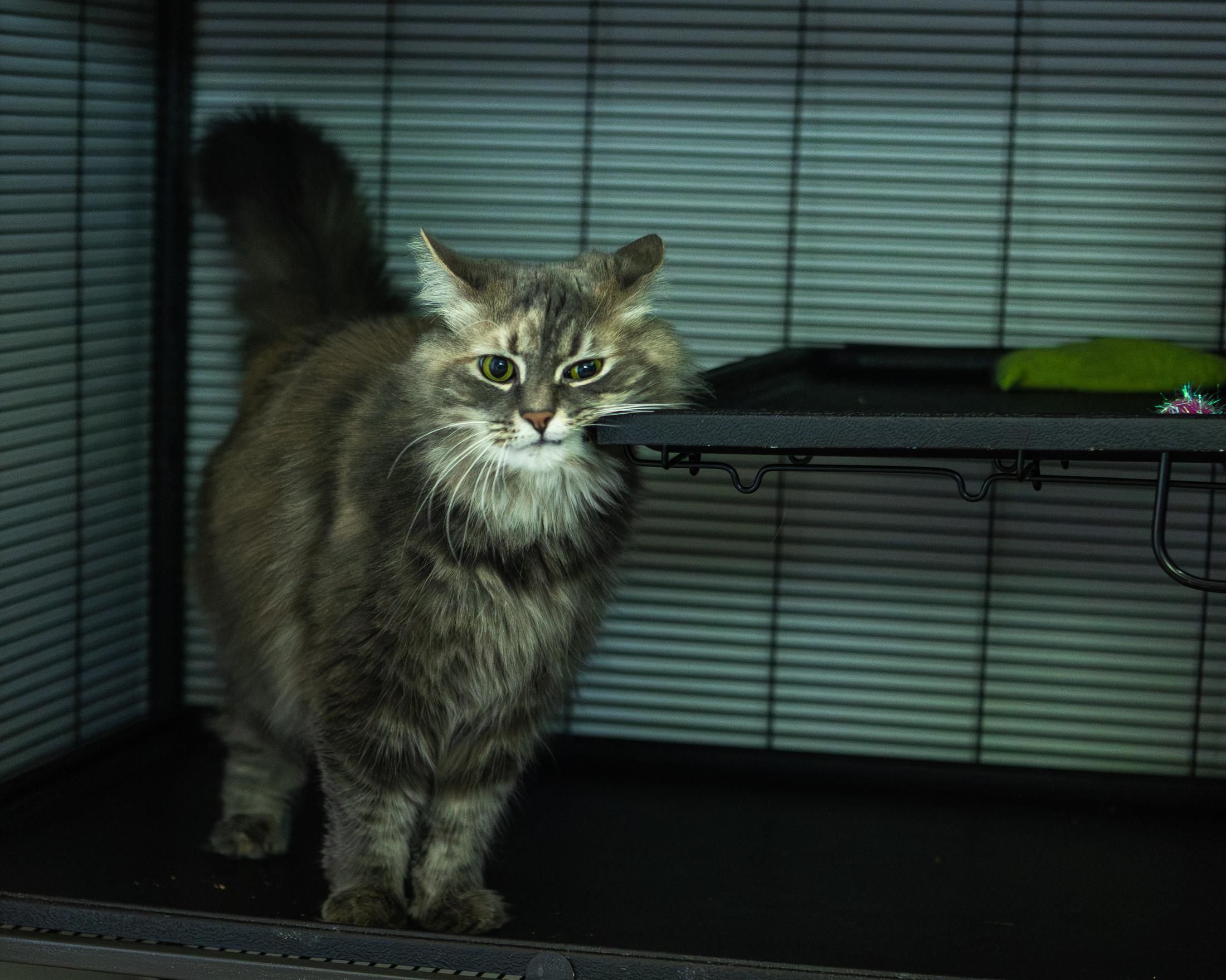Morgan & Foxy, a ADOPTABLE Domestic Long Hair in Old Saybrook, CT image 5/5