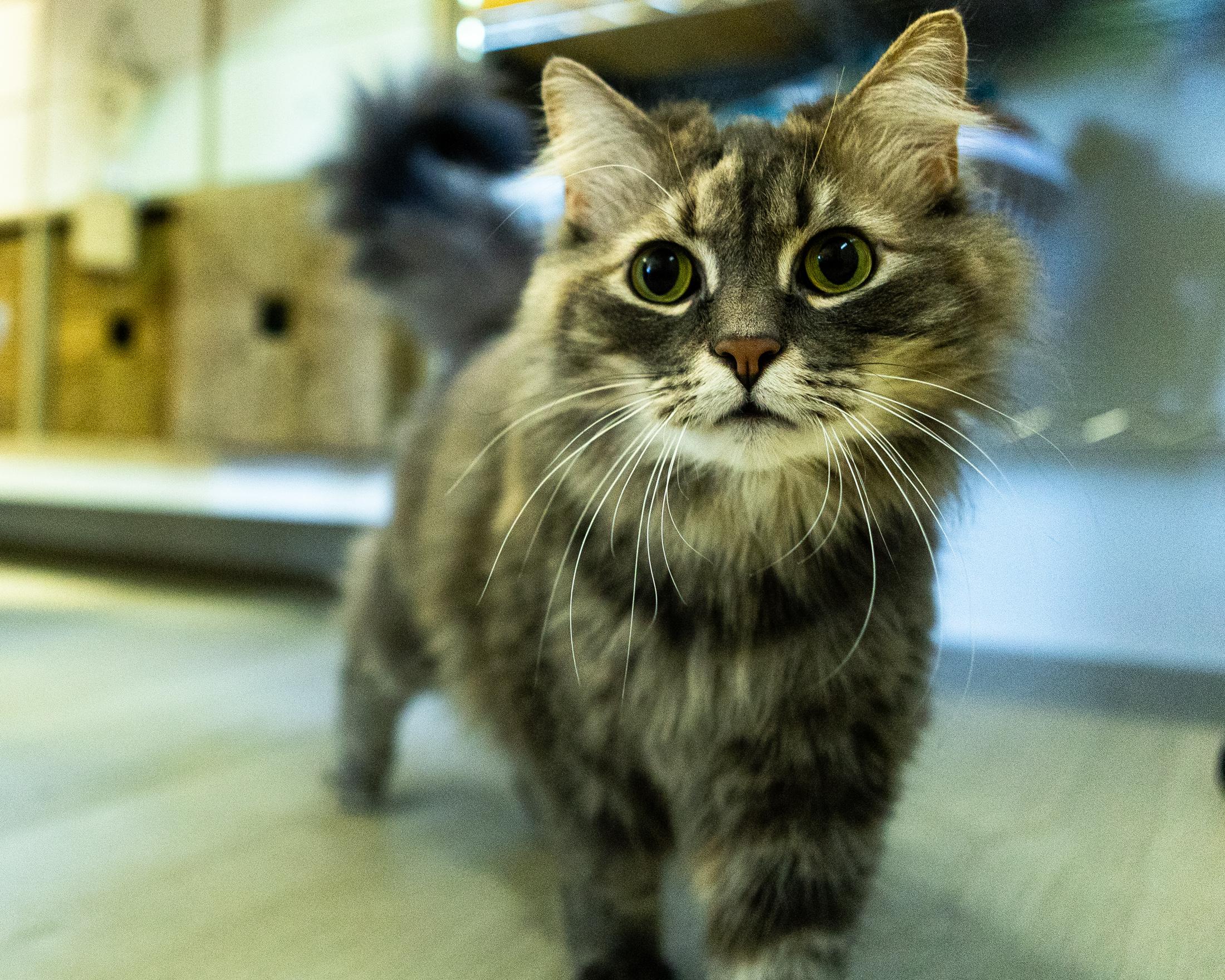 Morgan & Foxy, a ADOPTABLE Domestic Long Hair in Old Saybrook, CT image 3/5