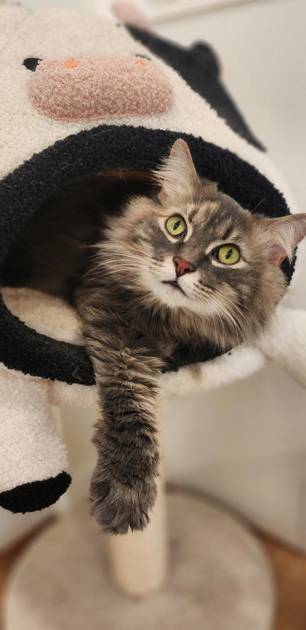 Morgan & Foxy, a ADOPTABLE Domestic Long Hair in Old Saybrook, CT image 1/5