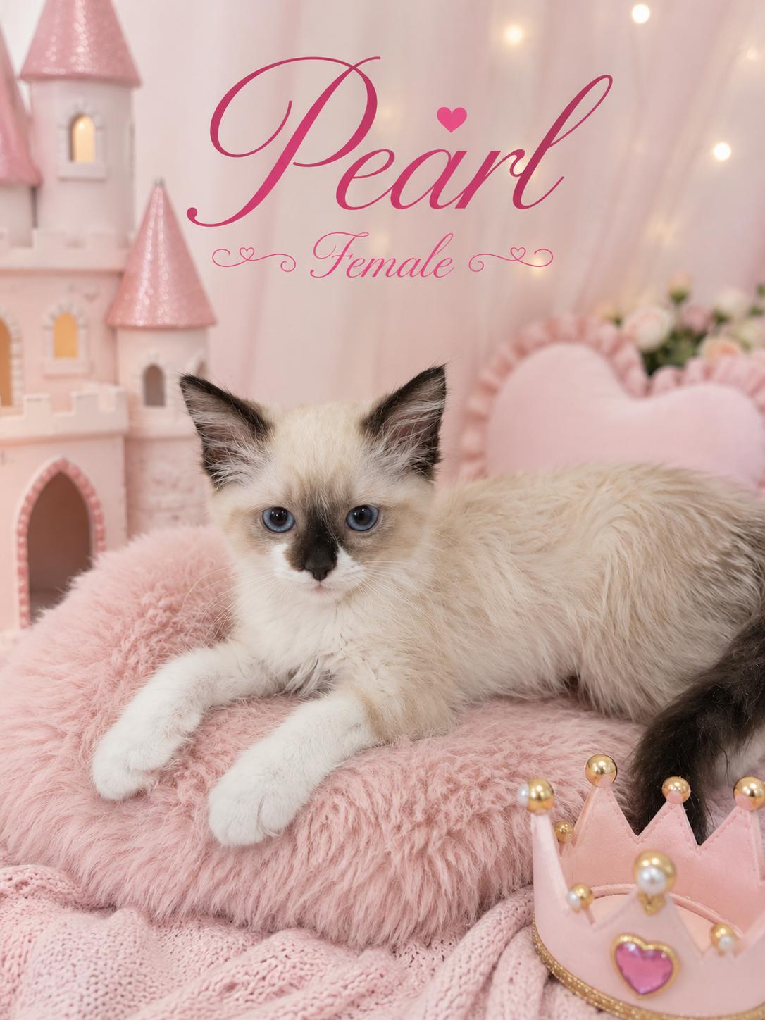 PEARL (LOCATED AT PETSMART NORTHWEST RENO), adopted, Young Female Siamese.