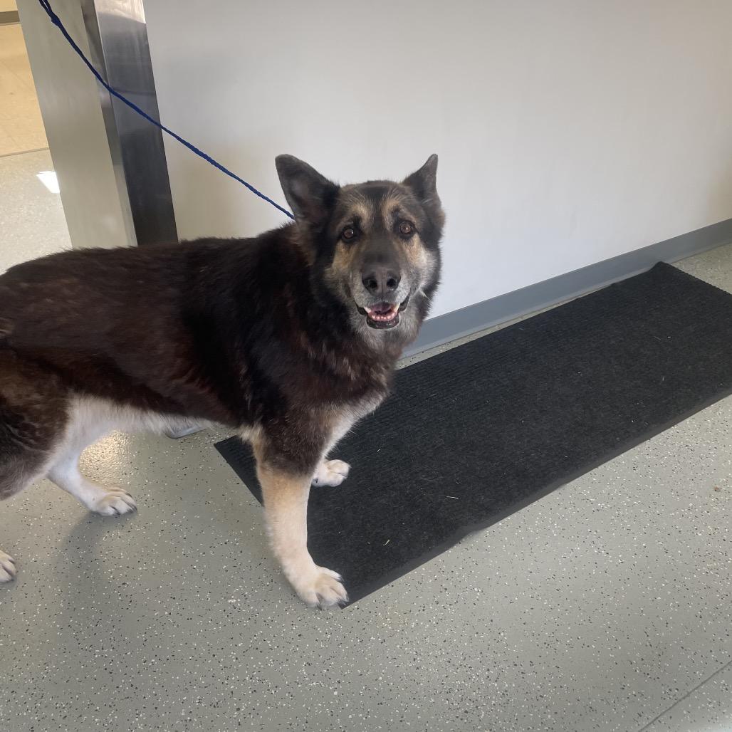 Shane, Adoptable, Senior Male German Shepherd Dog & Mixed Breed.