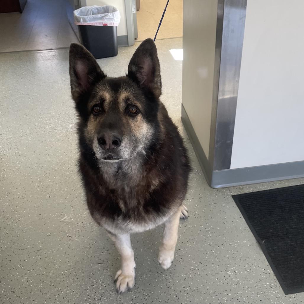 Enlarge Shane, a Adoptable mixed breed in Galax, VA image 2/2