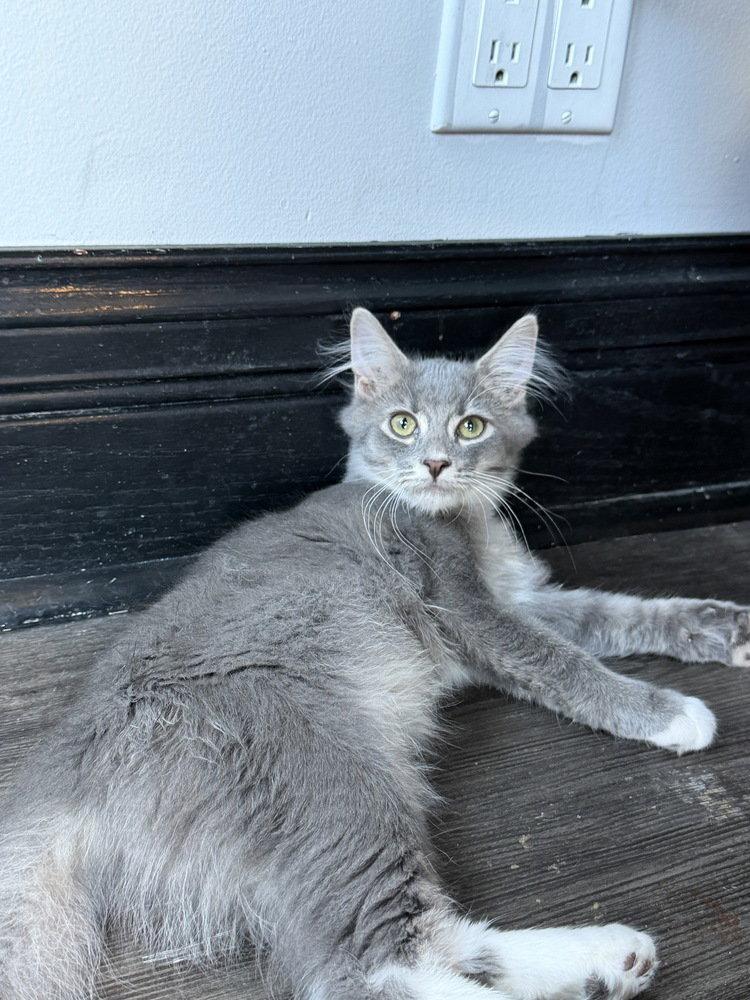 Coriander, Adopted, Kitten Male Domestic Medium Hair.
