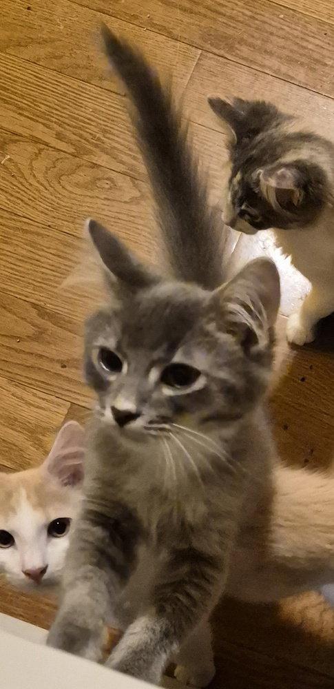 Enlarge Coriander, a Adopted Domestic Medium Hair in O'Fallon, MO image 2/3