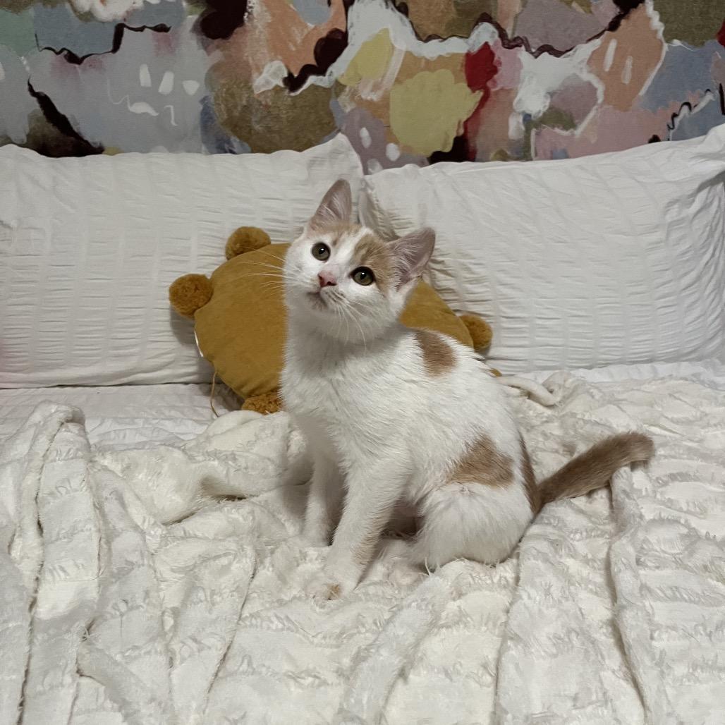 Isa, Adoptable, Kitten Female Domestic Short Hair.