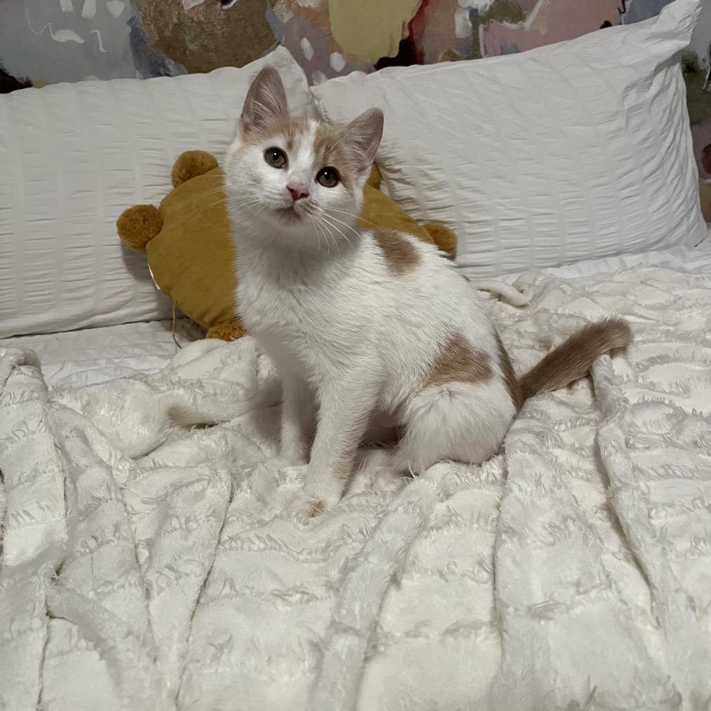 Isa, a Adoptable Domestic Short Hair in Simpsonville, SC image 3/5
