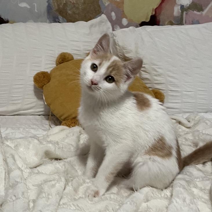 Enlarge Isa, a Adoptable Domestic Short Hair in Simpsonville, SC image 4/5