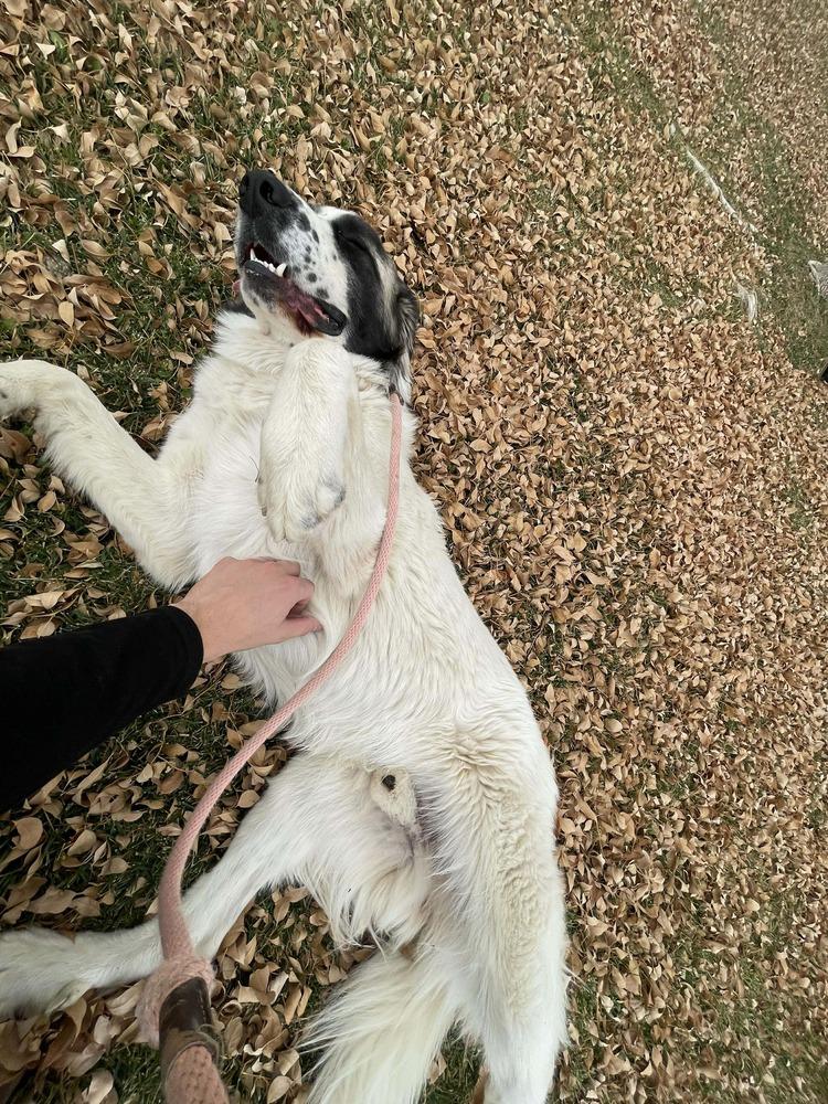 Enlarge Yeti, a Adoptable mixed breed in Sedalia, CO image 2/6