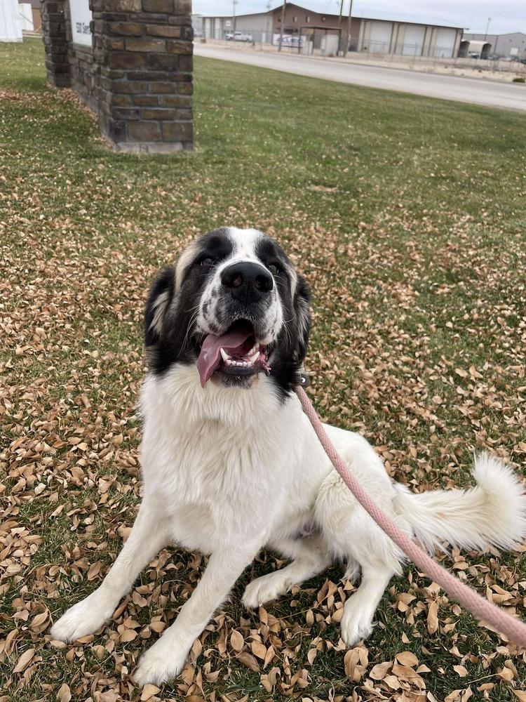 Enlarge Yeti, a Adoptable mixed breed in Sedalia, CO image 3/6