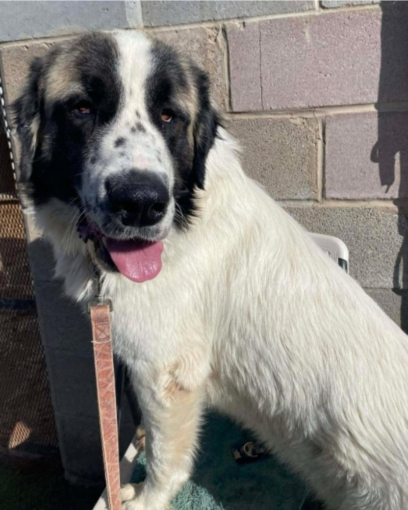 Enlarge Yeti, a Adoptable mixed breed in Sedalia, CO image 4/6