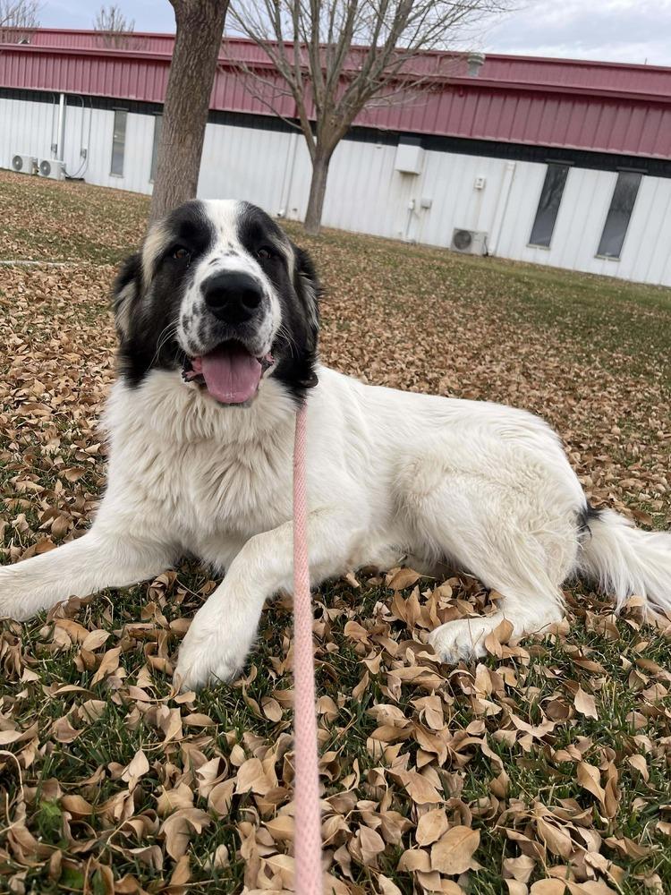 Enlarge Yeti, a Adoptable mixed breed in Sedalia, CO image 5/6