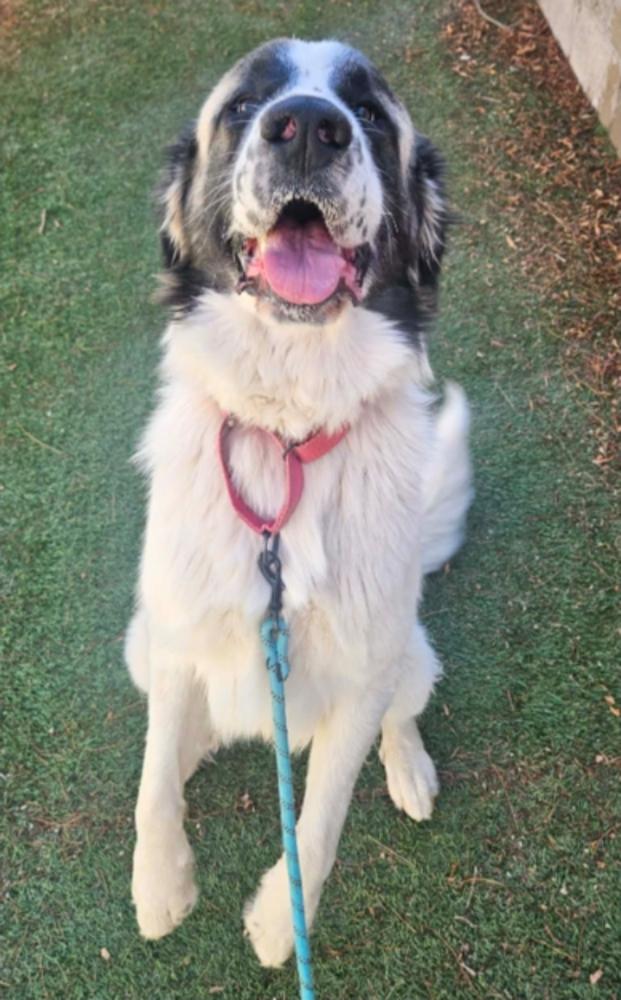 Enlarge Yeti, a Adoptable mixed breed in Sedalia, CO image 6/6
