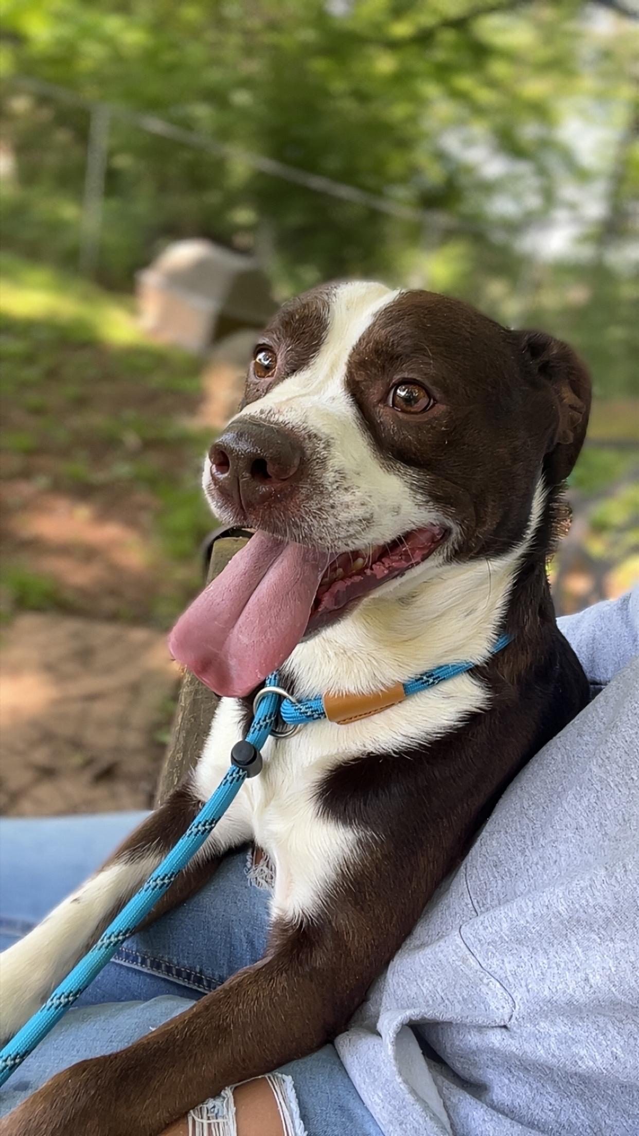 Enlarge Blanton, a ADOPTABLE mixed breed in Loudon, TN image 4/4