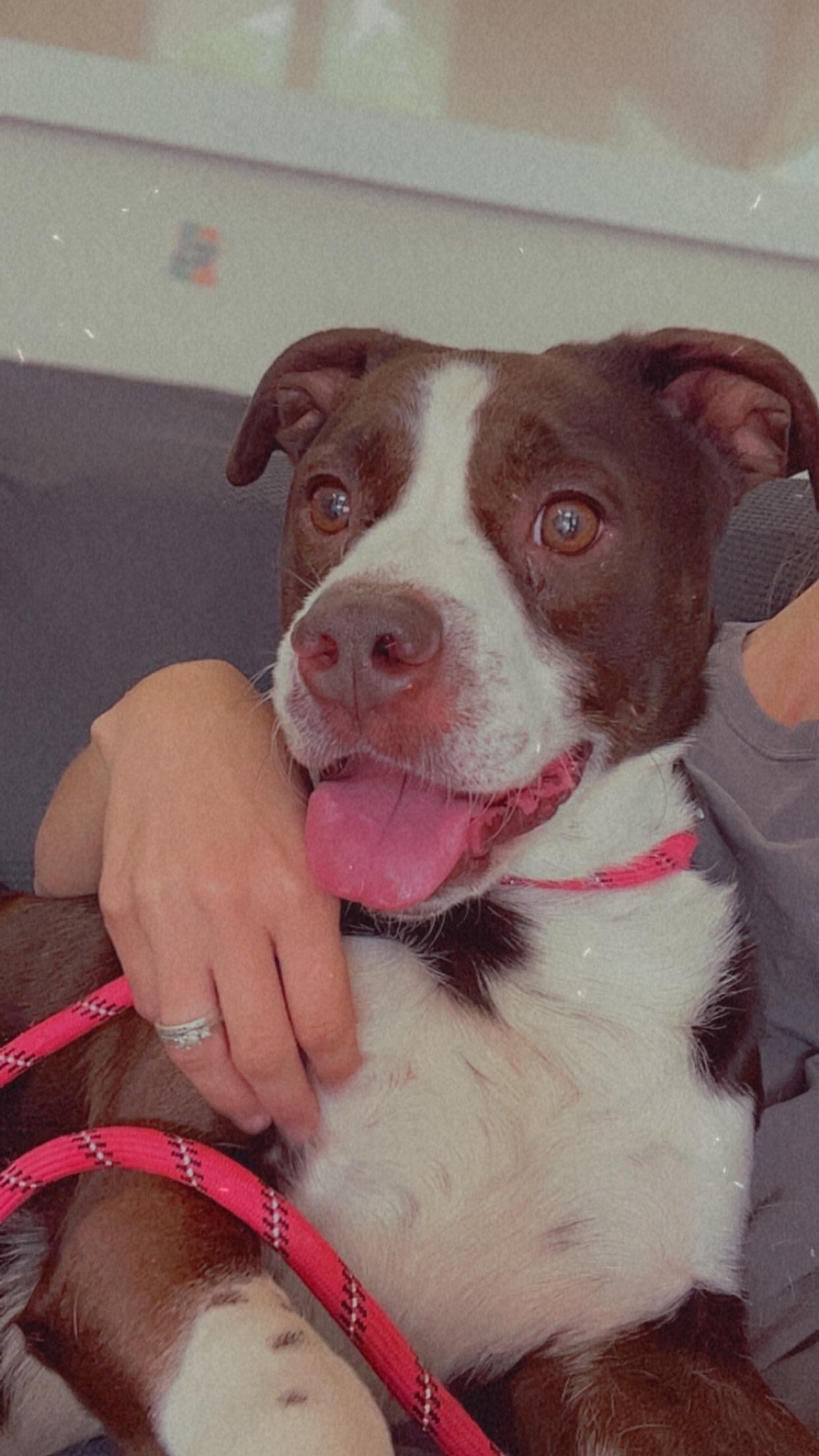 Enlarge Blanton, a ADOPTABLE mixed breed in Loudon, TN image 2/4