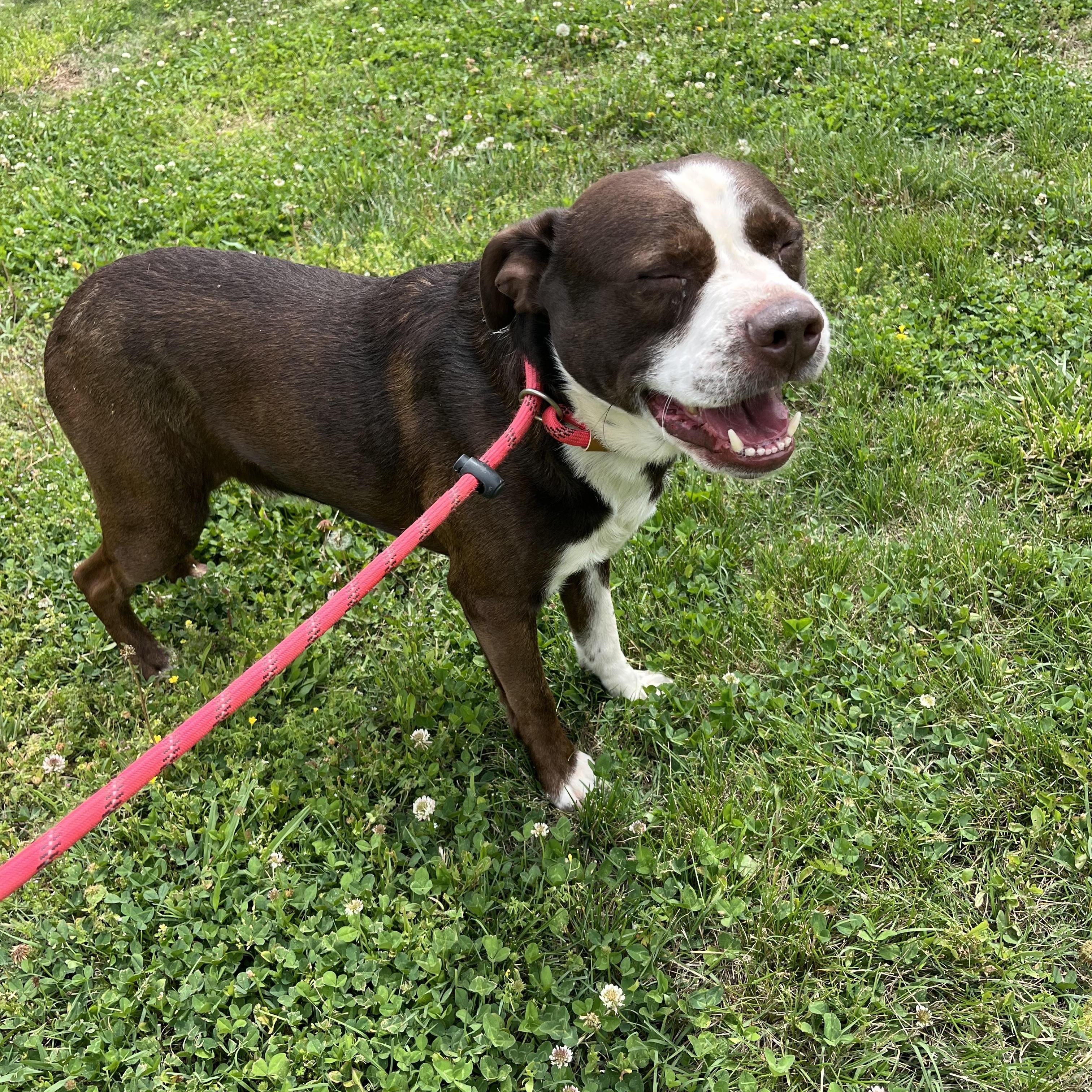 Enlarge Blanton, a ADOPTABLE mixed breed in Loudon, TN image 3/4