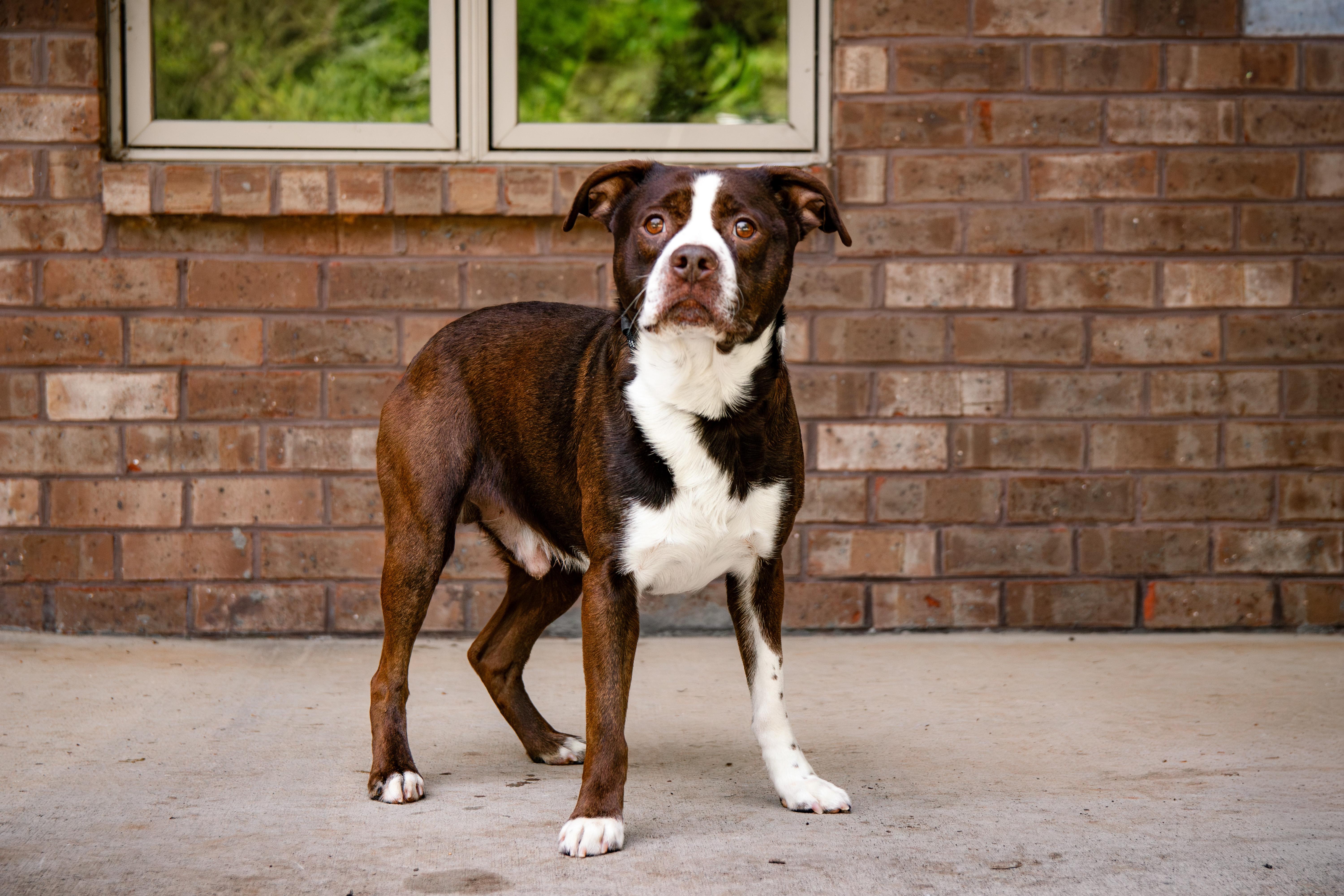Blanton, ADOPTABLE, Adult Male Boston Terrier & Australian Shepherd.