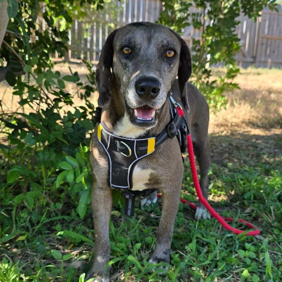 Maya, ADOPTABLE, Adult Female Catahoula Leopard Dog.
