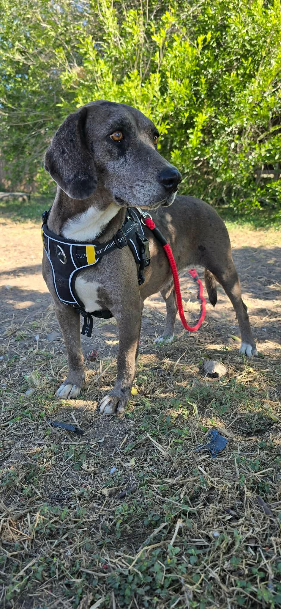 Enlarge Maya, a ADOPTABLE mixed breed in Boise, ID image 2/4