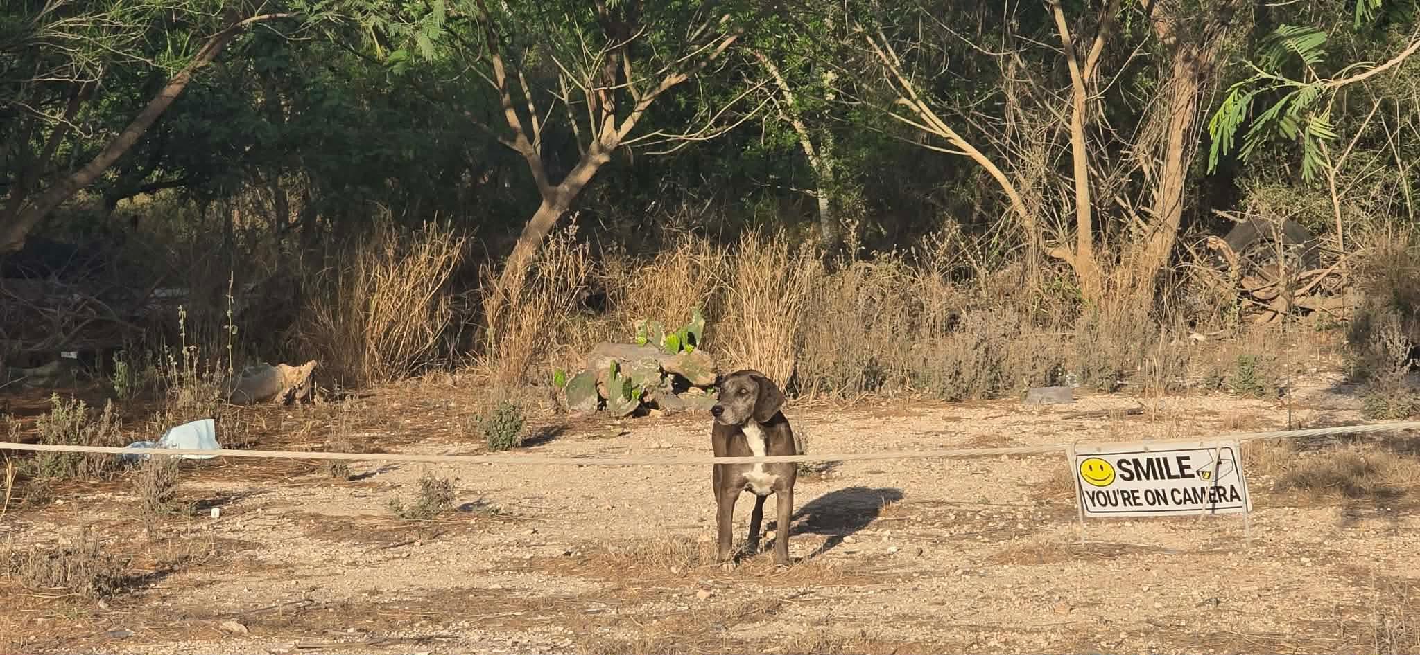 Enlarge Maya, a ADOPTABLE mixed breed in Boise, ID image 3/4