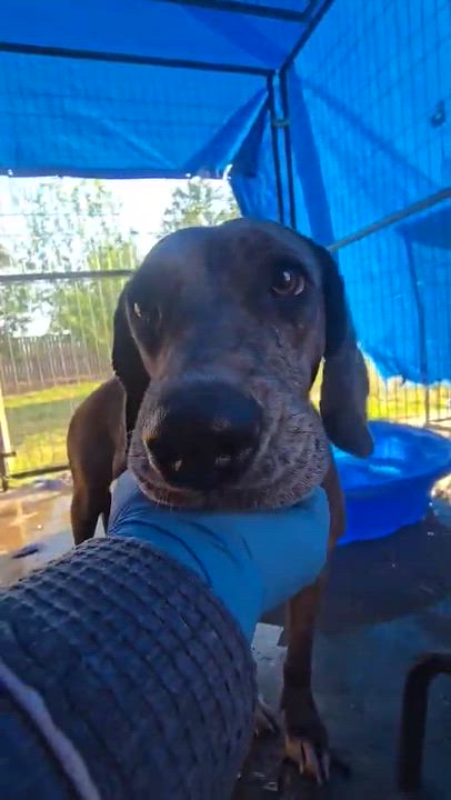 Enlarge Maya, a ADOPTABLE mixed breed in Boise, ID video 4/4