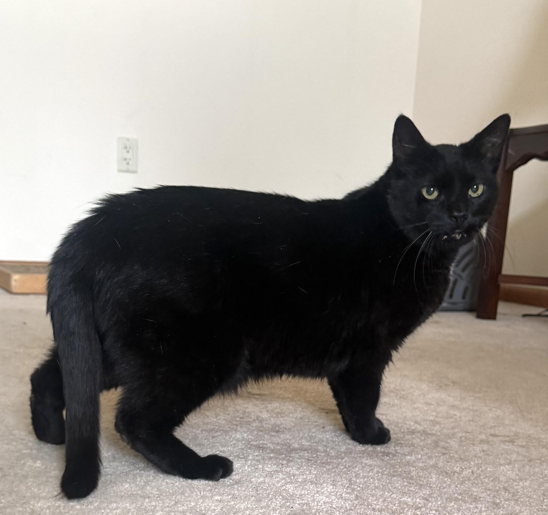 Cole, a ADOPTABLE Domestic Short Hair in CANONSBURG, PA image 3/6