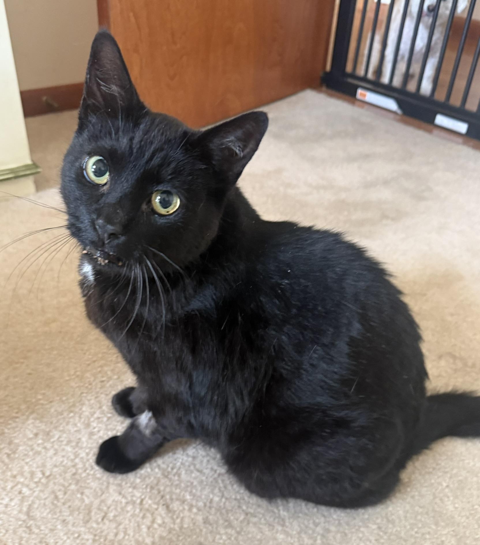 Cole, ADOPTABLE, Adult Male Domestic Short Hair.