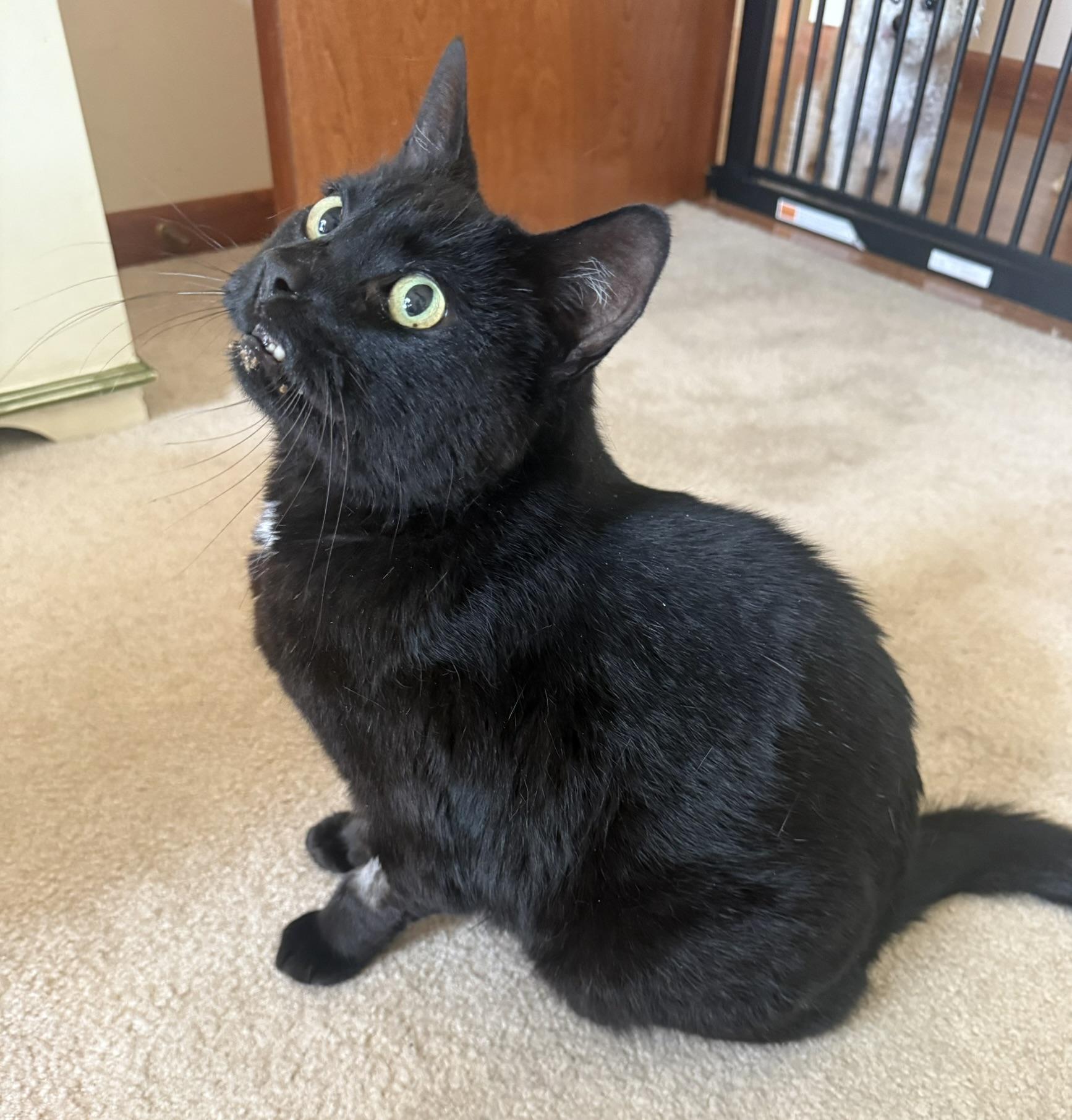Cole, a ADOPTABLE Domestic Short Hair in CANONSBURG, PA image 2/6