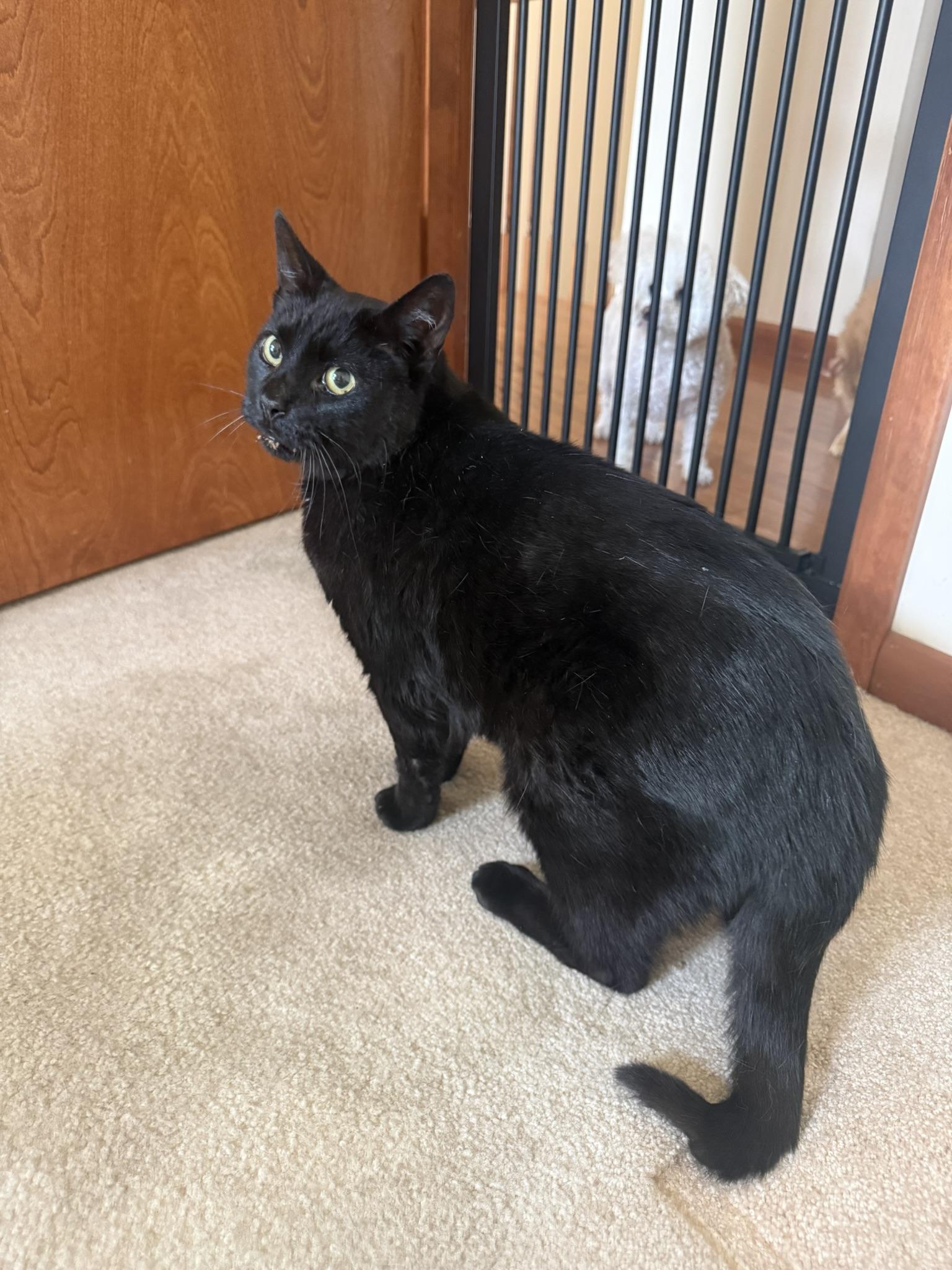 Cole, a ADOPTABLE Domestic Short Hair in CANONSBURG, PA image 4/6