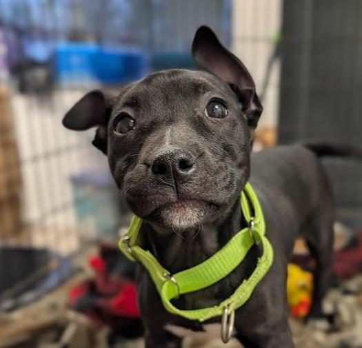 Cosmo, ADOPTABLE, Young Female Labrador Retriever.