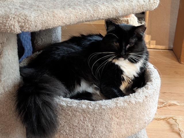 STEVE and ROBIN, Adoptable, Young Male Maine Coon.