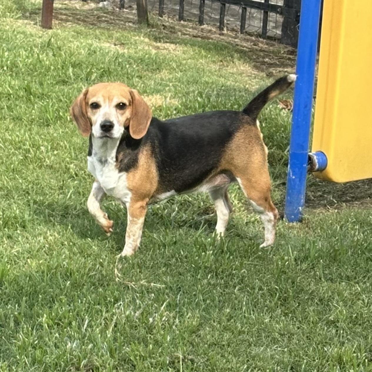 Lizzie, Adult Female unknown